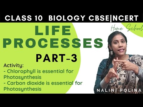 Life Processes Class 10 Biology| Photosynthesis | Part-3