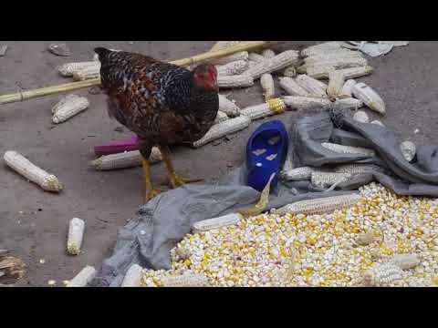 Tuzatsinda Covid19|| indirimbo nziza wakumva mu bihe turimo byo guhangana not Covid19.