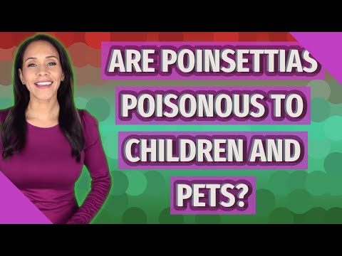 Are poinsettias poisonous to children and pets?