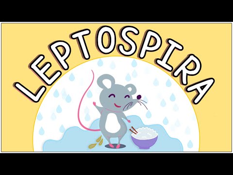 Leptospirose: Mikrobiologie, Diagnose, Behandlung und Prävention