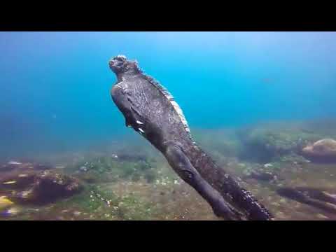 Aggressor III Diving Galapagos Cruise