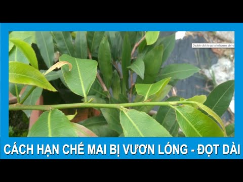 Lý do cách khắc phục mai dài đọt vươn lóng thưa mắt khi mưa dầm - tháng 6 bón 16.16.8 hay 20.20.15 ?
