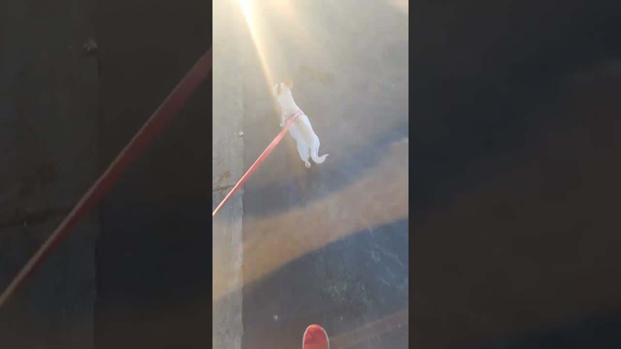 Enlarge Chloe, a ADOPTABLE Chihuahua in Carlsbad, CA video 1/6