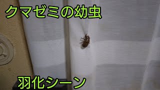 クマゼミの幼虫を探して部屋の中で羽化させます！