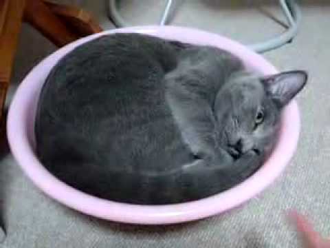 abdelilah turrialba : gatos el gato mas bello