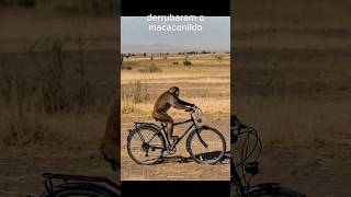 Download lagu animais engraçados #comedy #humor #memes #viral #animals #funny mp3 Download lagu animais engraçados #comedy #humor #memes #viral #animals #funny mp3