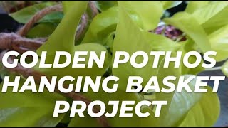 Golden Pothos Inside Hanging Basket Project