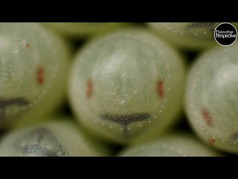 Extreme Makrofotografie | Schlüpfende Wanzen Time Lapse