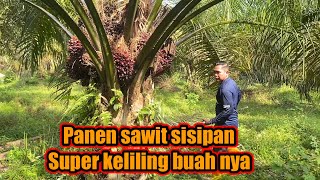 Download lagu Panen sawit sisipan || buah Nya super keliling mp3