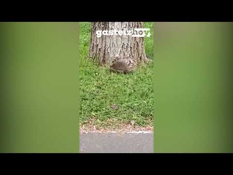 El paseo de un erizo por Vitoria