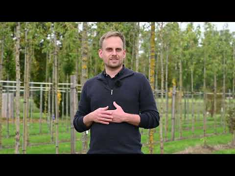 Future Trees for Karlsruhe: A Profile of the New Tree Species