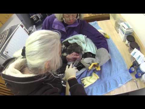 'Majestic' bald eagle being treated for lead poisoning at raptor center