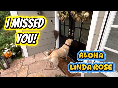 After a Week in Maui… Emmy Finally Rings Linda Rose’s Doorbell Again ❤️🐶