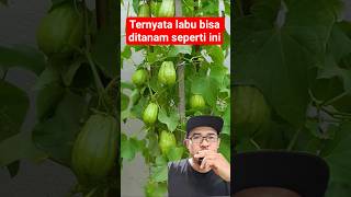 Download lagu labu siam bisa ditanam dalam pot #farming #pertanian mp3