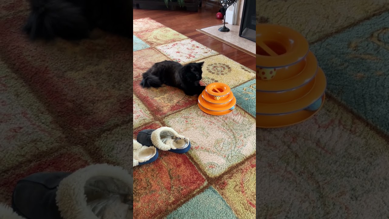 Enlarge Midnight-Snuggly, a ADOPTABLE mixed breed in Arlington, VA video 6/6