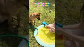 Video preview image #1 Mutt Puppy For Sale in Huntley, IL, USA