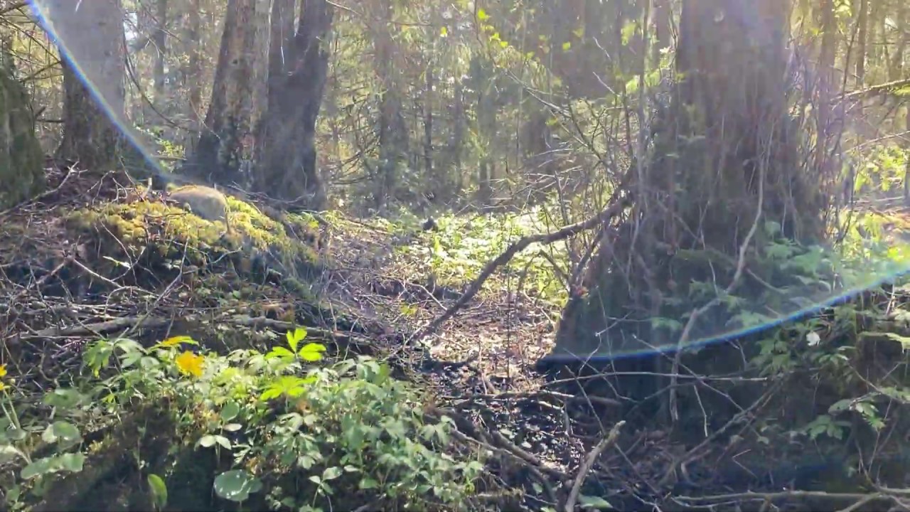 Bring the Scandinavian Nature Indoors | Wallpapers | Rebel Walls