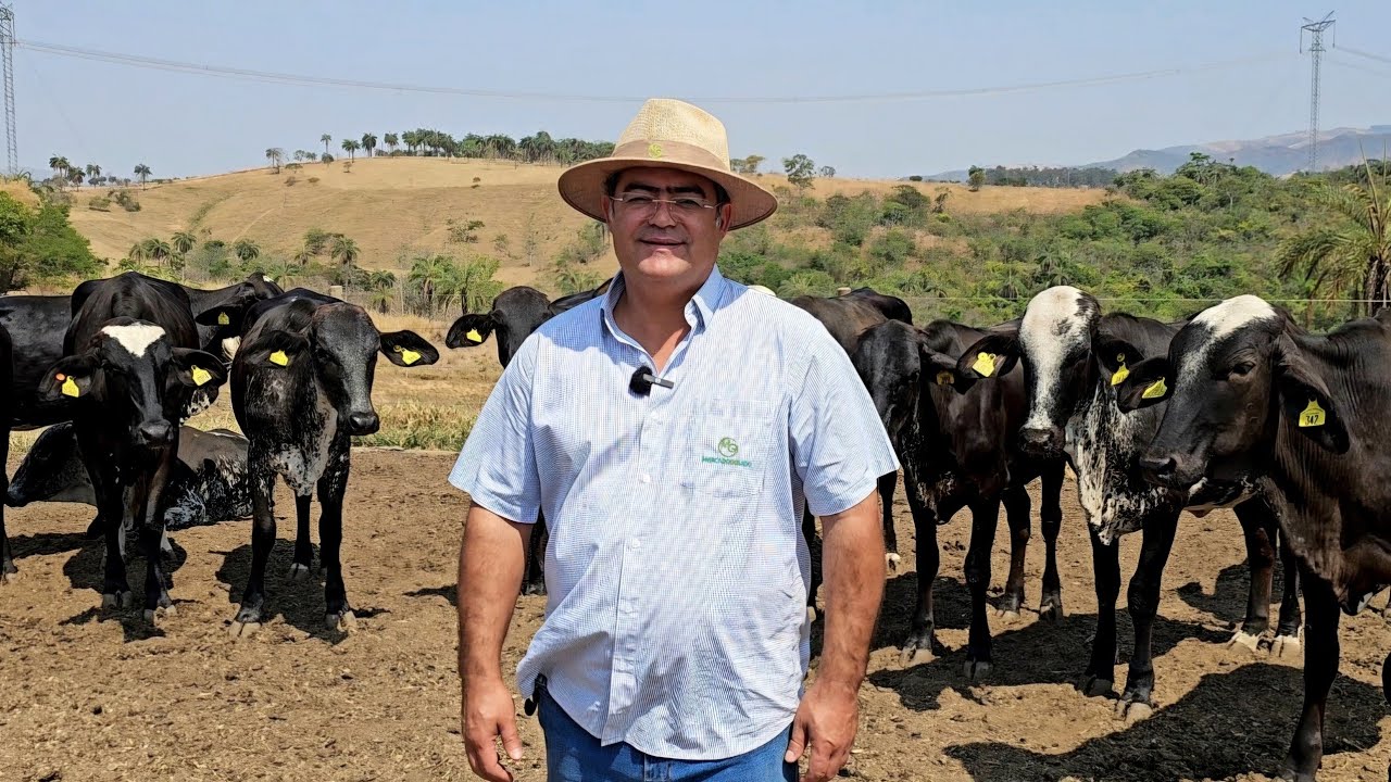ELE PRODUZ 300 NOVILHAS MEIO SANGUE FIV POR ANO