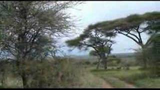 Gardening:Acacia Trees In Tanzania