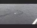 LochNess Monster CAUGHT ON TAPE!!!!!! - YouTube