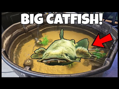 Feeding Catfish! Pet Flathead Catfish in DIY Pond!