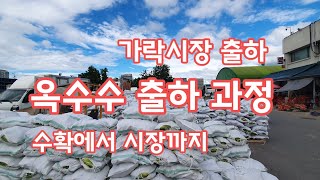 옥수수 출하과정 농장에서 가락시장까지 [옥수수재배]