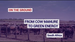 In South Africa, from cow manure to green energy