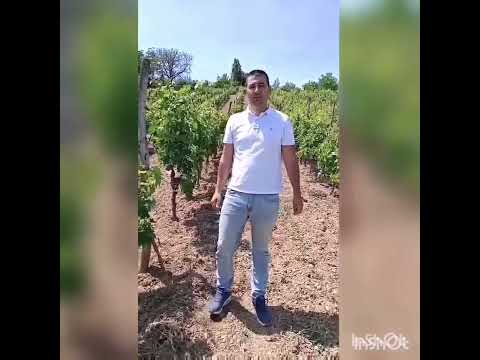 Cikada Scaphoideus titanus i zlatasto žutilo vinove loze (PIS)