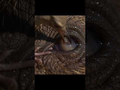 What Is This Bird Removing From Its Eye? 😳👁️ #wildlife