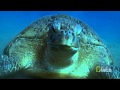 PBkids with NatGeo: Meet the Green Sea Turtles
