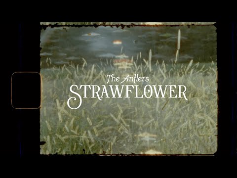 Video thumbnail for Strawflower