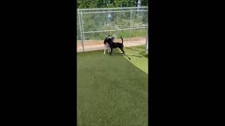 Video preview image #1 Mutt Puppy For Sale in Shelburne, VT, USA