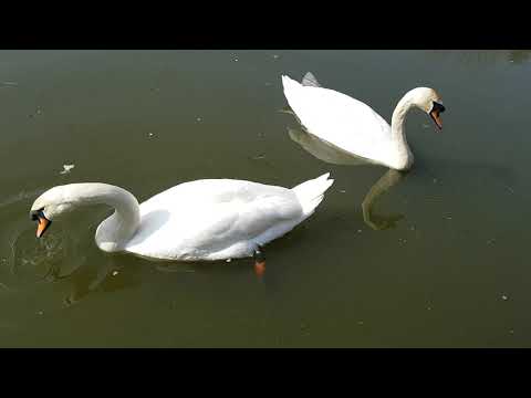 Feeding bread to the Swans and Fish.