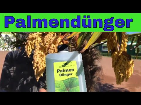 🌴 Womit düngt man Palmen? 🌴 Palmendünger für kräftige Palmen 🌴