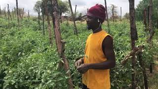 Zimbabwe Rural Tomato Farming Part 4