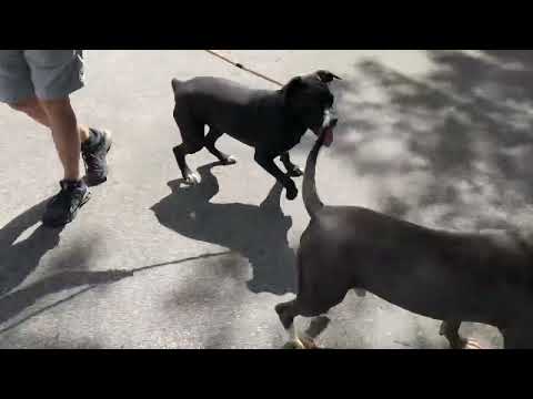 MOCHI (R) - see videos, an adopted American Bully & Pit Bull Terrier Mix in Marietta, GA_image-1