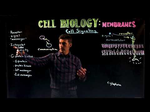 Cell Signaling