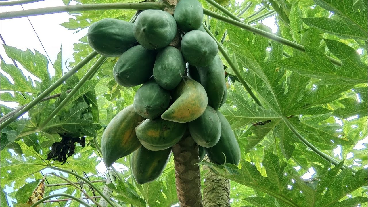 Putar video KAPAG MAY TIYAGA MAY NILAGA sekarang KAPAG MAY TIYAGA MAY NILAGA