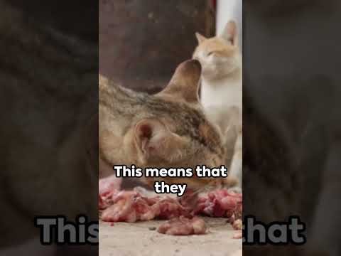 Pet Diet 101  - What Your Furry Friends Need