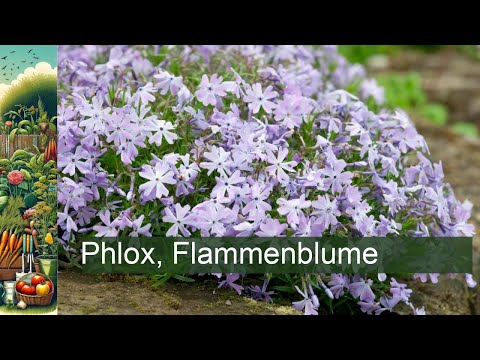 Entdecke die Schönheit der Phlox: Tipps zur Pflege und Gestaltung im Garten