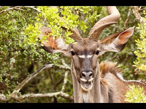 Addo Elephant National Park 2017-02-02 Photos by Charissa de Scande Lotter