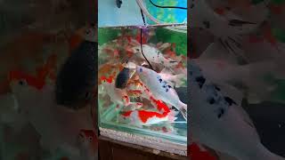 Download lagu ikan hias koi dalam akuarium #ikanhias #ikancupang #ikankoi mp3 Download lagu ikan hias koi dalam akuarium #ikanhias #ikancupang #ikankoi mp3