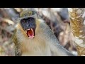 Monkey Sounds Loud Chimpanzee Sounds Monkey Noises