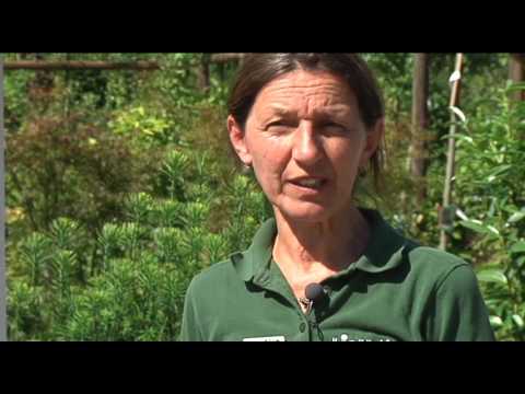 Lintl Gartentipp | Sichtschutz pflanzen