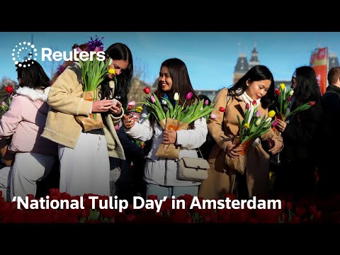 阿姆斯特丹20萬朵免費鬱金香發送！民眾瘋狂湧入搶花 🌷 | 路透 (Crowds flock to pick Amsterdam's 200,000 free tulips | REUTERS)