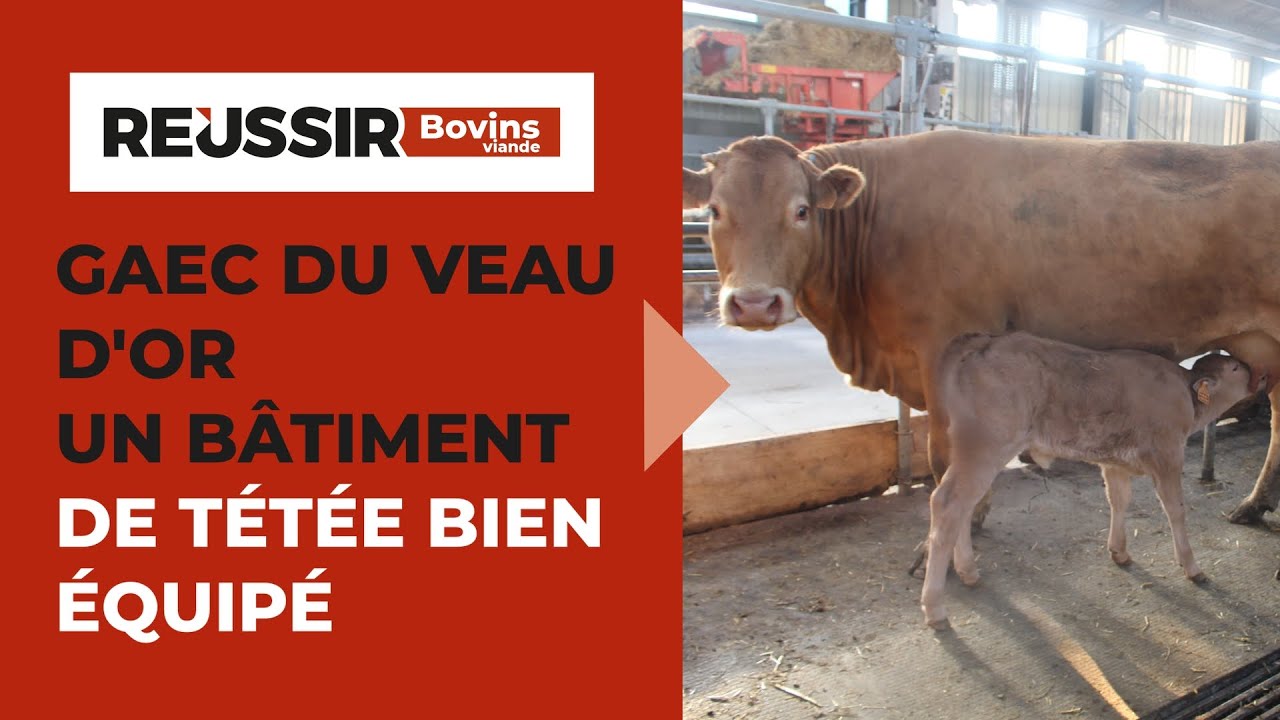 Bâtiment de tétée bien équipé : comment le GAEC du Veau d’Or facilite le travail en élevage bovin