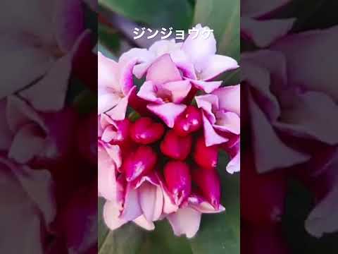 本物のジンチョウゲ 植物