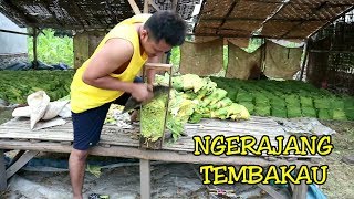 Download lagu Kita Panen Tembakau || Proses NGRAJANG TEMBAKAU mp3
