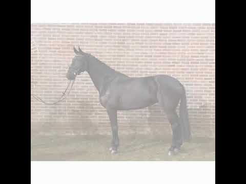 Layka: ALL AT ONCE x ROCK FOREVER NRW