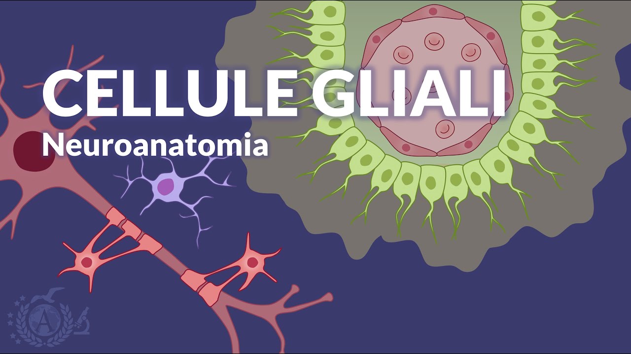 LE CELLULE GLIALI - Organizzazione generale del sistema nervoso - Neuroanatomia